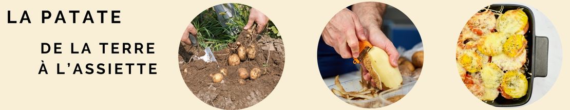 la patate de la terre à l'assiette